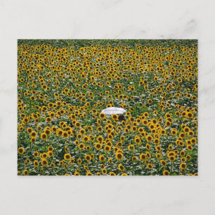 Sunflower Field Postcard