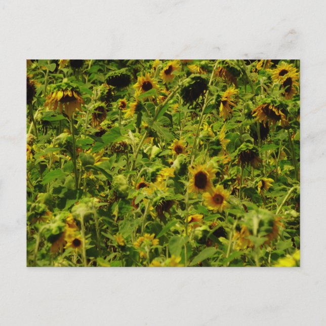 Sunflower field postcard (Front)