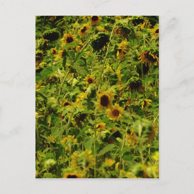 Sunflower field postcard (Front)