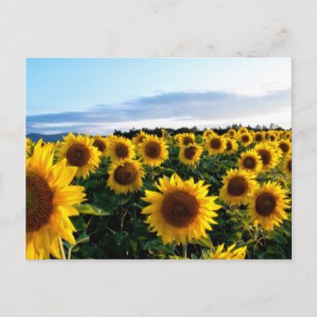 Sunflower Field Postcard by Argos_Photography at Zazzle