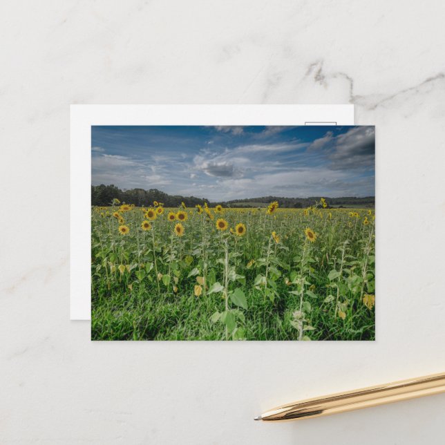 "Sunflower Field"  Postcard (Front/Back In Situ)