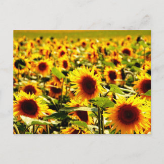 Sunflower field postcard