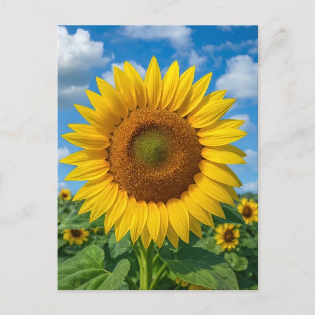 SUNFLOWER FIELD POSTCARD (Front)