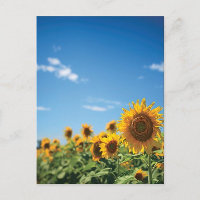 Sunflower field  postcard (Front)