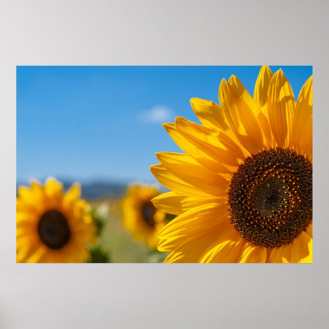 Sunflower Field Poster (Front)