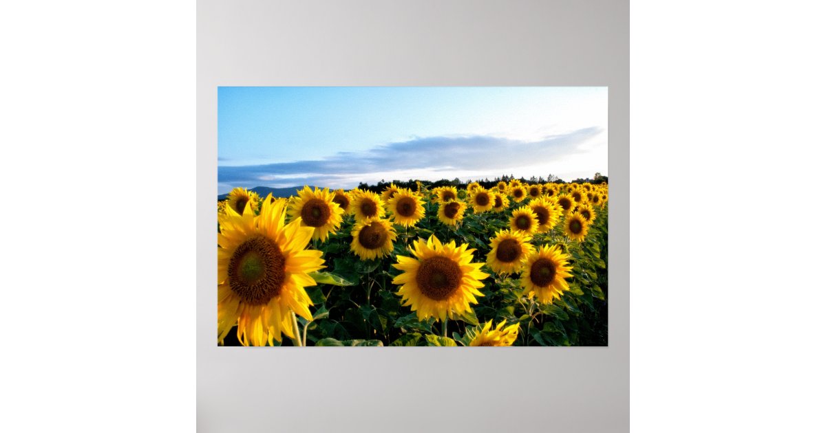 Sunflower Field Poster | Zazzle