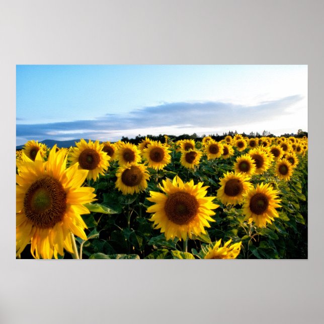Sunflower Field Poster (Front)