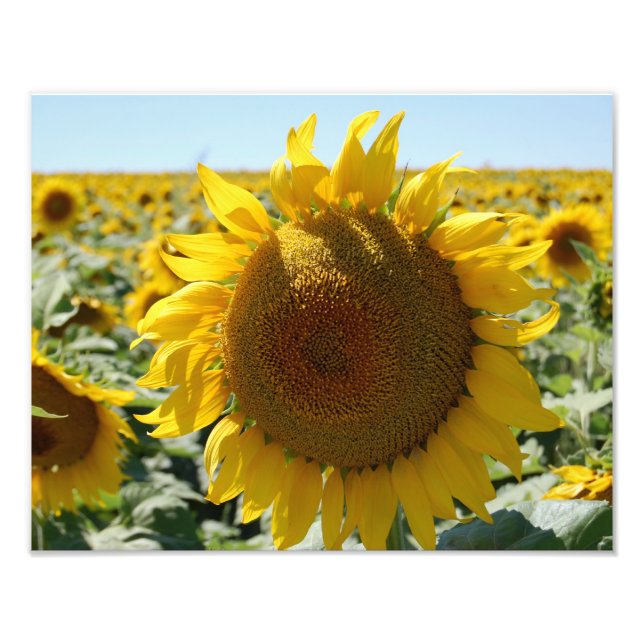 Sunflower Field Print (Front)