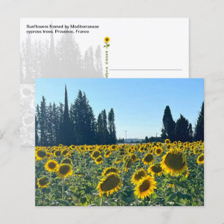 Sunflower Field, Provence, France - Postcard