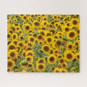 Sunflower Field Puzzle