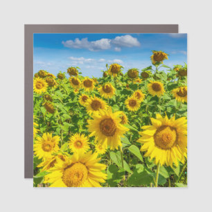 Sunflower field, summer sunny day. car magnet