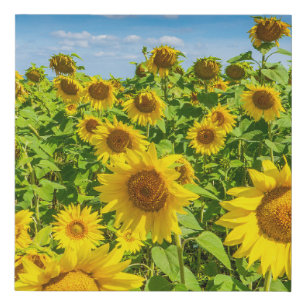Sunflower field, summer sunny day. faux canvas print