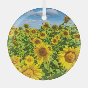 Sunflower field, summer sunny day. glass ornament