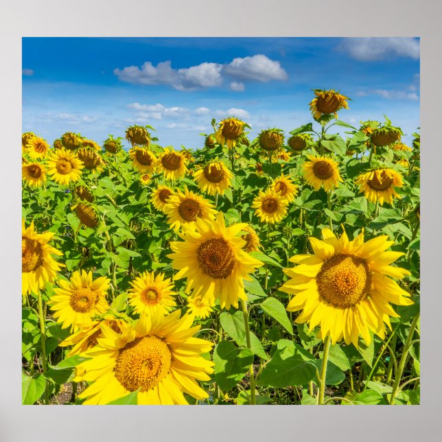 Sunflower field, summer sunny day. poster (Front)