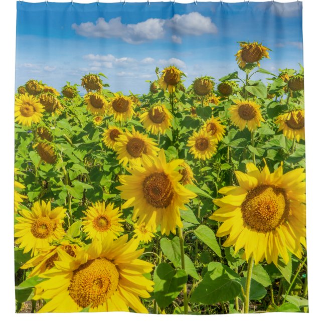 Sunflower field, summer sunny day. shower curtain (Front)