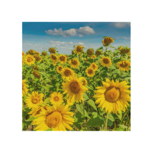 Sunflower field, summer sunny day. wood wall art