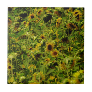 Sunflower field tile