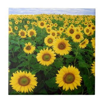 Sunflower Field Tile by thatcrazyredhead at Zazzle