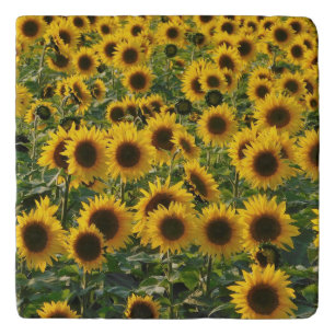 Sunflower Field Trivet