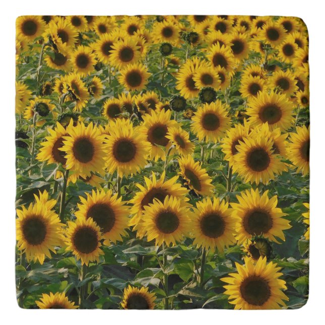 Sunflower Field Trivet (Front)