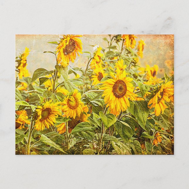 Sunflower Field Vintage Antique Yellow Art Postcard (Front)
