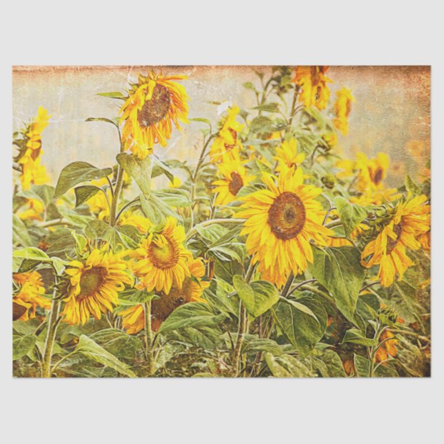 Sunflower Field Vintage Antique Yellow Decoupage Tissue Paper (Front)