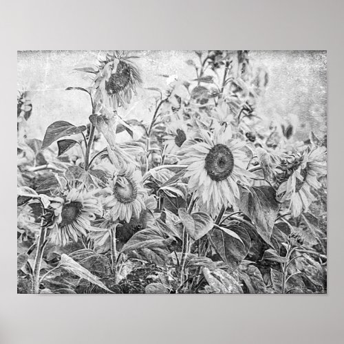 Sunflower Field Vintage Black And White Decoupage Poster