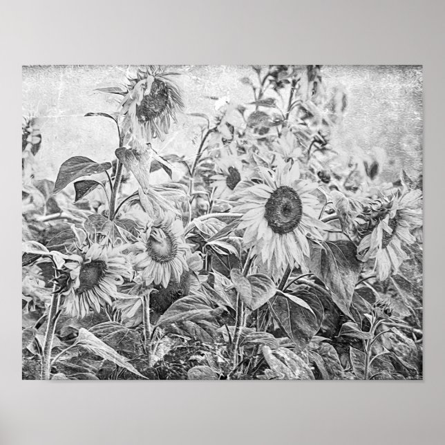 Sunflower Field Vintage Black And White Decoupage Poster (Front)