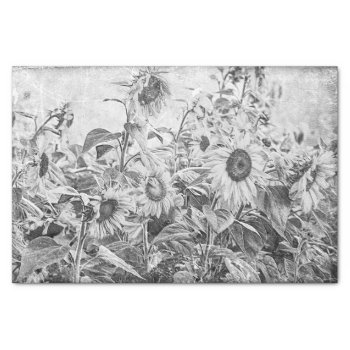 Sunflower Field Vintage Black And White Decoupage Tissue Paper by MargSeregelyiPhoto at Zazzle
