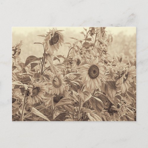 Sunflower Field Vintage Sepia Tone Fine Art Postcard