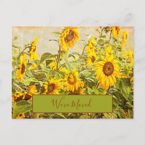 Sunflower Field Vintage Weved Moved Yellow Moving Postcard