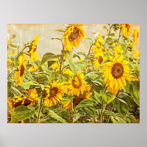 Sunflower Field Vintage Yellow Green Country Art Poster