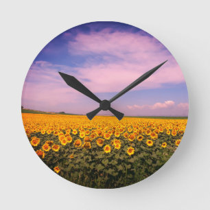 Sunflower Field Wall Clock