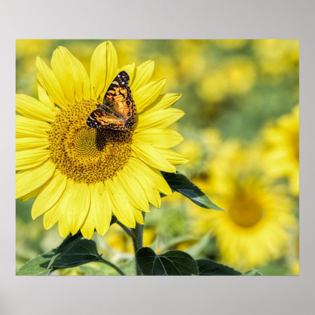 Sunflower Field with Butterfly Poster (Front)