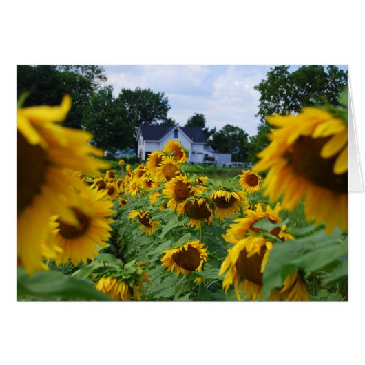 Sunflower Field with Farmhouse Card (Front Horizontal)