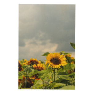 Sunflower Field Wood Wall Art