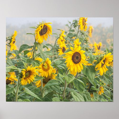 Sunflower Field Yellow Green Beautiful Floral Poster