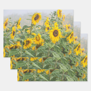 Sunflower Field Yellow Green Beautiful Floral Wrapping Paper Sheets