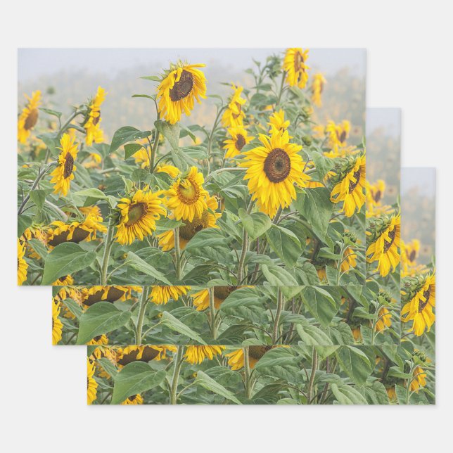 Sunflower Field Yellow Green Beautiful Floral Wrapping Paper Sheets (Set)