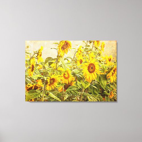 Sunflower Field Yellow Green Rustic Vintage Canvas Print