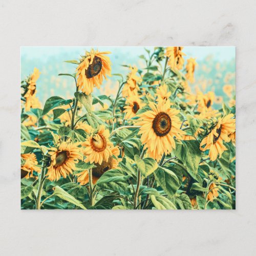 Sunflower Field Yellow Teal Floral Art Design Postcard