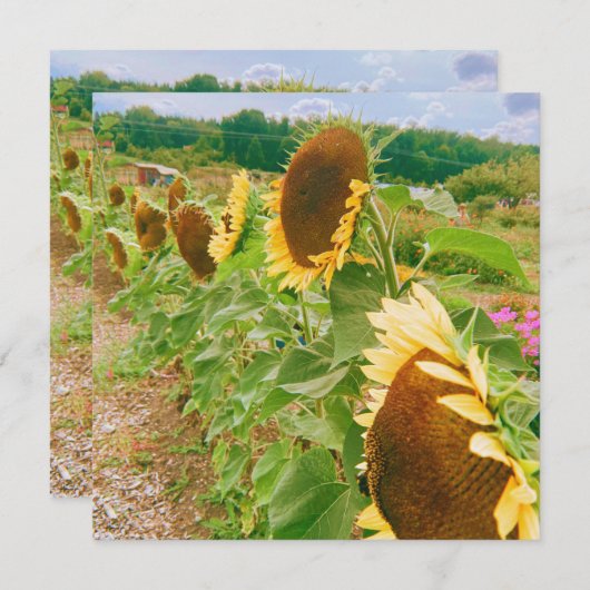 Sunflower Fields (Front/Back)