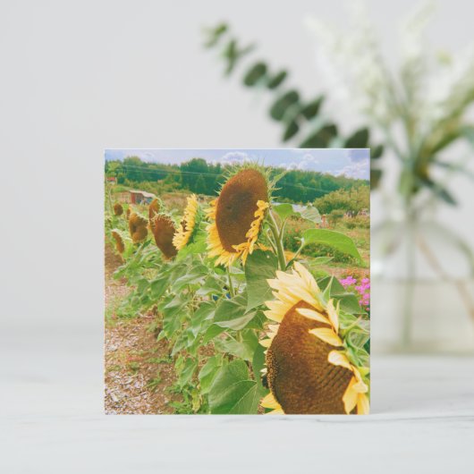 Sunflower Fields (Standing Front)