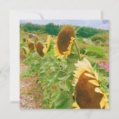 Sunflower Fields (Front)