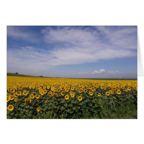 Sunflower Fields Blank Card