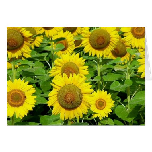 Sunflower Fields Cards (Front Horizontal)