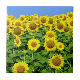 Sunflower Fields Ceramic Tile