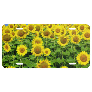 Sunflower Fields License Plate
