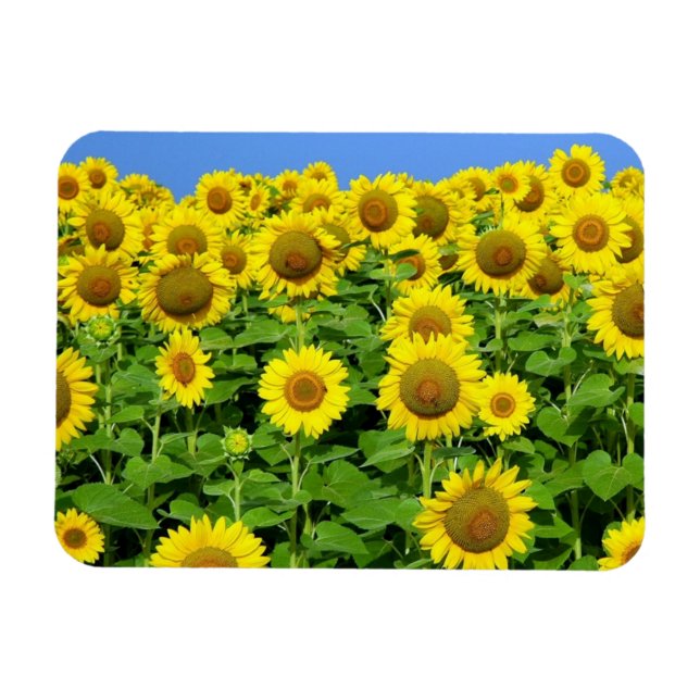 Sunflower Fields Magnet (Horizontal)