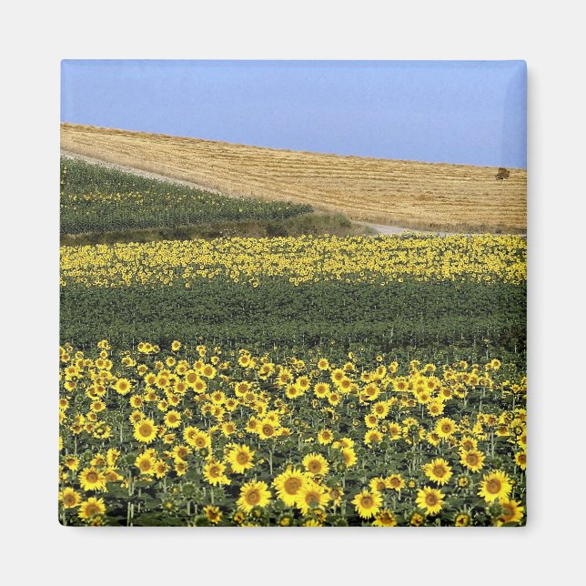 Sunflower fields, Tuscany, Italy Magnet (Front)